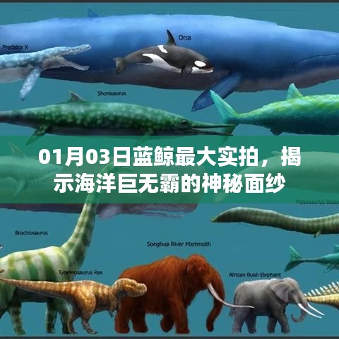 蓝鲸神秘面纱揭秘，实拍最大海洋巨兽