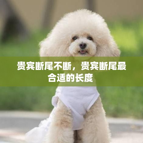 贵宾断尾不断，贵宾断尾最合适的长度 