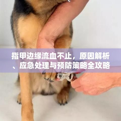 指甲边缘流血不止，原因解析、应急处理与预防策略全攻略
