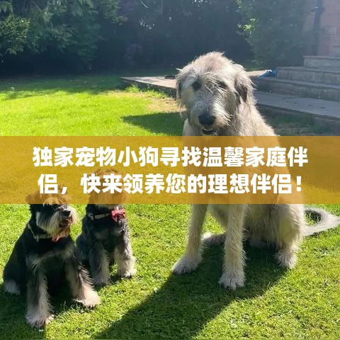 独家宠物小狗寻找温馨家庭伴侣，快来领养您的理想伴侣！