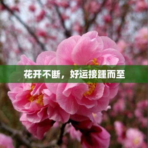 花开不断，好运接踵而至