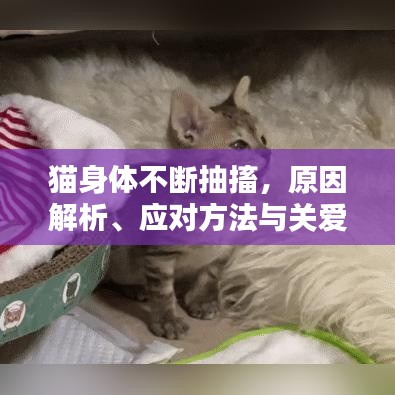 猫身体不断抽搐，原因解析、应对方法与关爱贴士