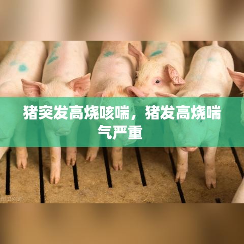 猪突发高烧咳喘，猪发高烧喘气严重 