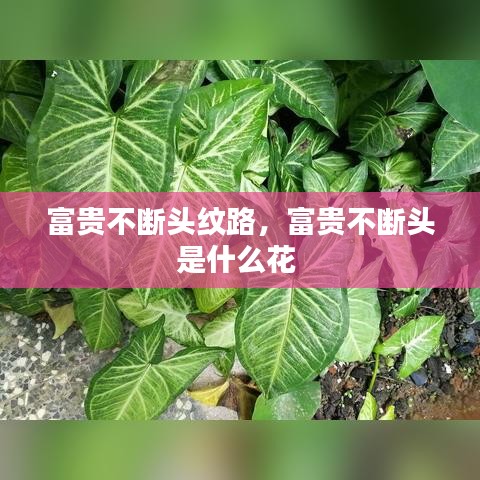 富贵不断头纹路，富贵不断头是什么花 