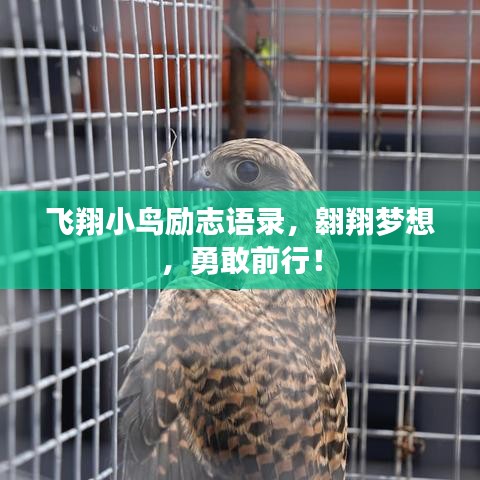 飞翔小鸟励志语录，翱翔梦想，勇敢前行！