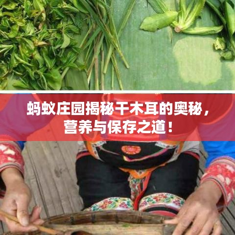 蚂蚁庄园揭秘干木耳的奥秘，营养与保存之道！