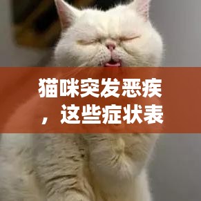 猫咪突发恶疾，这些症状表现你必须知道