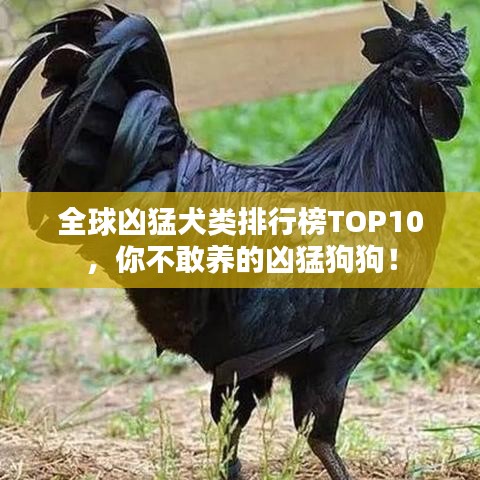 全球凶猛犬类排行榜TOP10，你不敢养的凶猛狗狗！