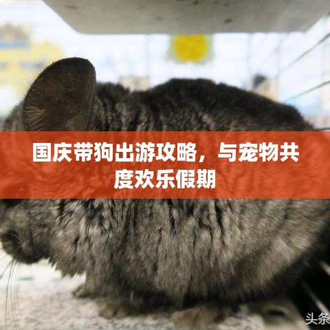 国庆带狗出游攻略，与宠物共度欢乐假期