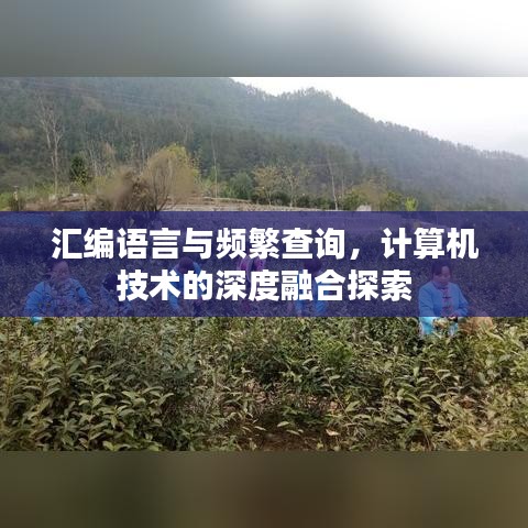 汇编语言与频繁查询，计算机技术的深度融合探索