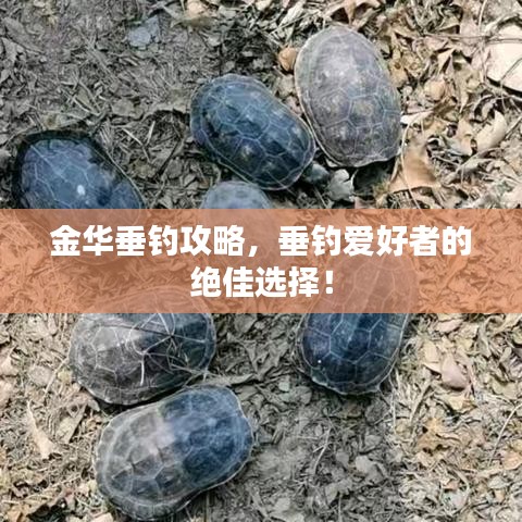 金华垂钓攻略，垂钓爱好者的绝佳选择！