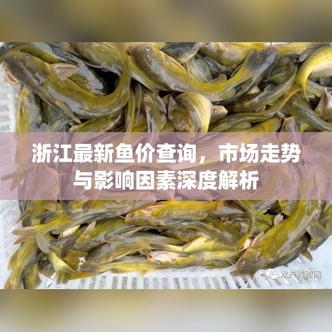 浙江最新鱼价查询，市场走势与影响因素深度解析