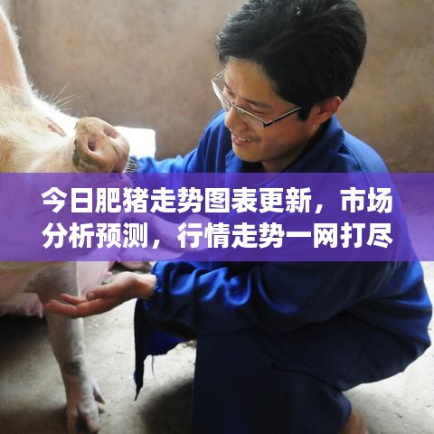 今日肥猪走势图表更新，市场分析预测，行情走势一网打尽！