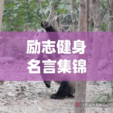 励志健身名言集锦，激发无尽动力，迈向健康人生！