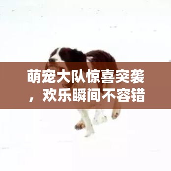 萌宠大队惊喜突袭，欢乐瞬间不容错过！