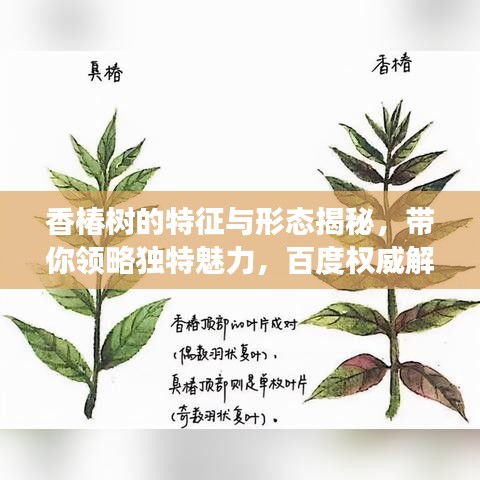 香椿树的特征与形态揭秘，带你领略独特魅力，百度权威解读！