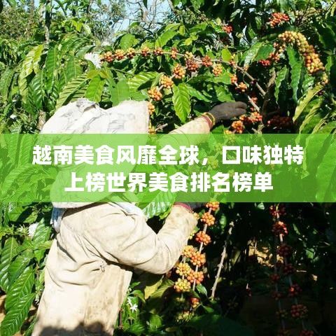 越南美食风靡全球，口味独特上榜世界美食排名榜单