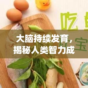 大脑持续发育，揭秘人类智力成长的奥秘