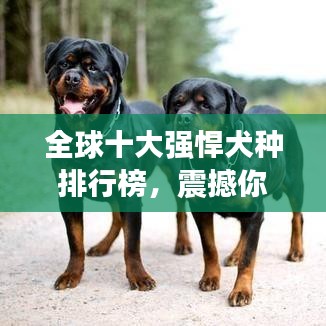 全球十大强悍犬种排行榜，震撼你的视觉！