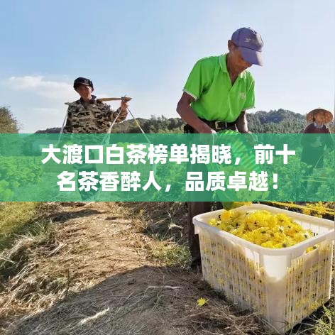 大渡口白茶榜单揭晓，前十名茶香醉人，品质卓越！