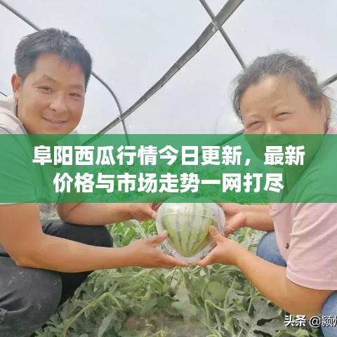 阜阳西瓜行情今日更新，最新价格与市场走势一网打尽