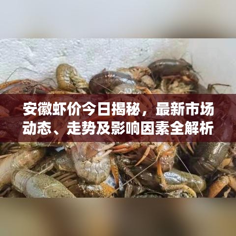 安徽虾价今日揭秘，最新市场动态、走势及影响因素全解析