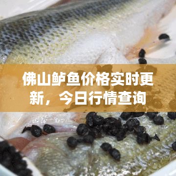 佛山鲈鱼价格实时更新，今日行情查询