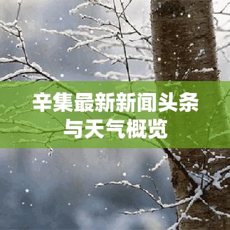 辛集最新新闻头条与天气概览