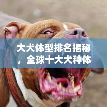 大犬体型排名揭秘，全球十大犬种体型榜单