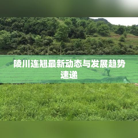 陵川连翘最新动态与发展趋势速递