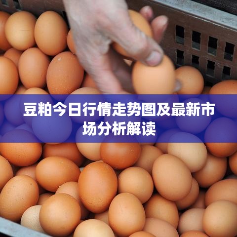 豆粕今日行情走势图及最新市场分析解读