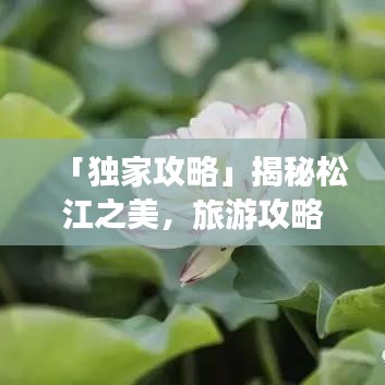 「独家攻略」揭秘松江之美，旅游攻略图助你畅游胜地！