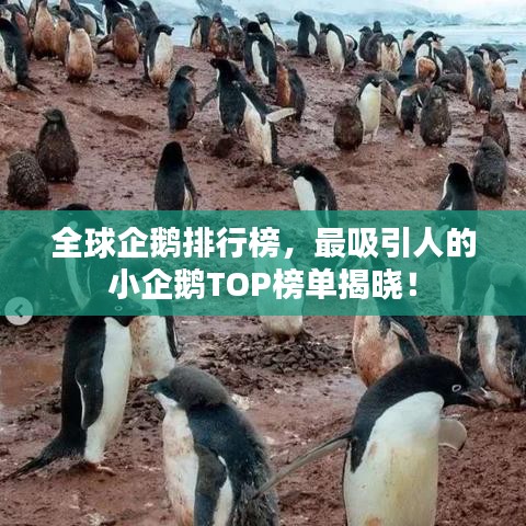 全球企鹅排行榜，最吸引人的小企鹅TOP榜单揭晓！