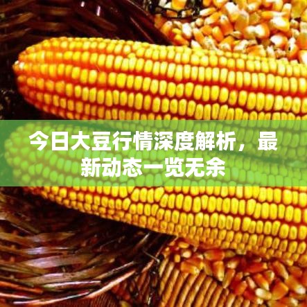 今日大豆行情深度解析，最新动态一览无余