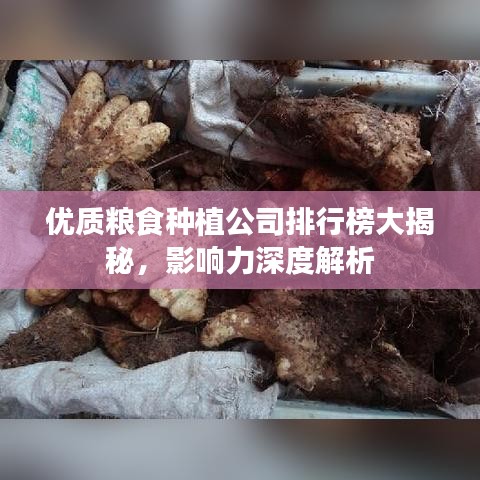 优质粮食种植公司排行榜大揭秘，影响力深度解析