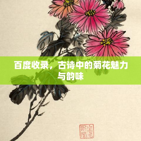 百度收录，古诗中的菊花魅力与韵味