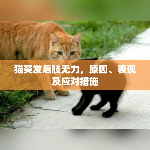 猫突发后肢无力，原因、表现及应对措施