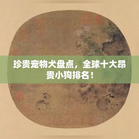 珍贵宠物犬盘点，全球十大昂贵小狗排名！