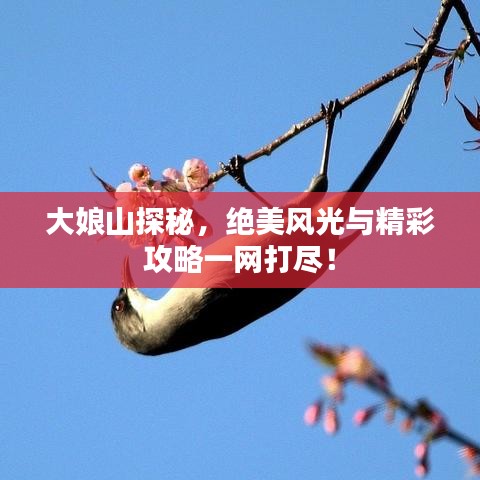 大娘山探秘，绝美风光与精彩攻略一网打尽！