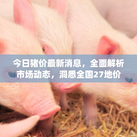 今日猪价最新消息，全面解析市场动态，洞悉全国27地价格变化！