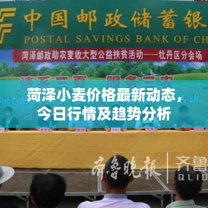 菏泽小麦价格最新动态，今日行情及趋势分析