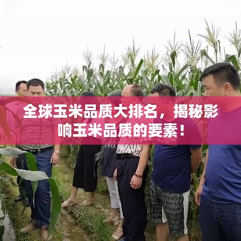 全球玉米品质大排名，揭秘影响玉米品质的要素！