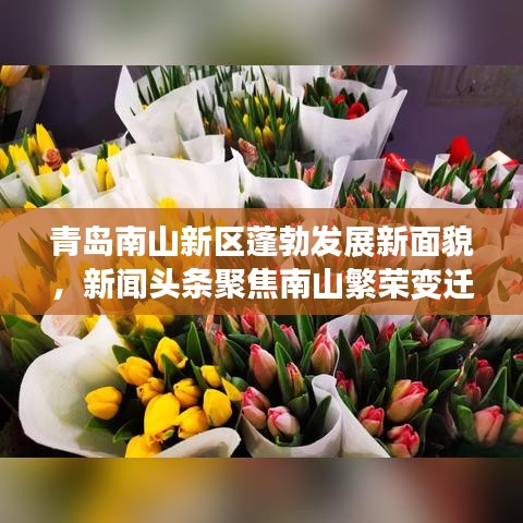 青岛南山新区蓬勃发展新面貌，新闻头条聚焦南山繁荣变迁