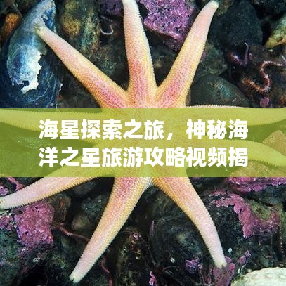 海星探索之旅，神秘海洋之星旅游攻略视频揭秘！