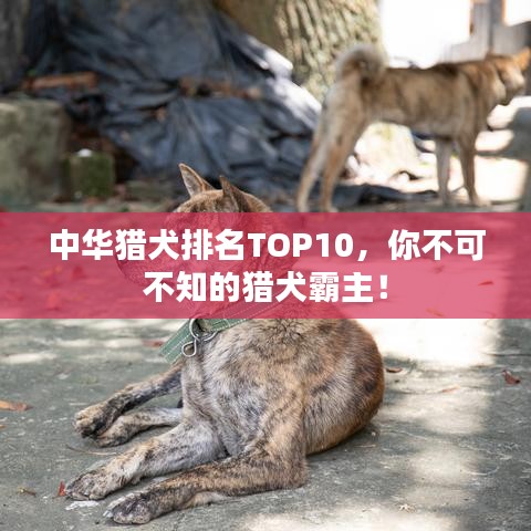 中华猎犬排名TOP10，你不可不知的猎犬霸主！