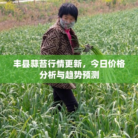 丰县蒜苔行情更新，今日价格分析与趋势预测