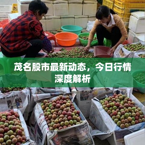 茂名股市最新动态，今日行情深度解析