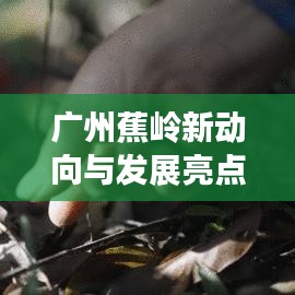 广州蕉岭新动向与发展亮点新闻头条