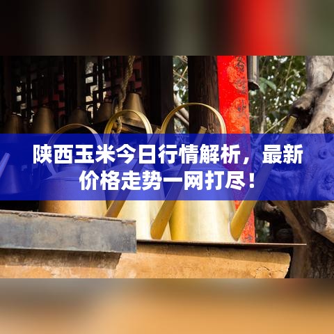 陕西玉米今日行情解析，最新价格走势一网打尽！