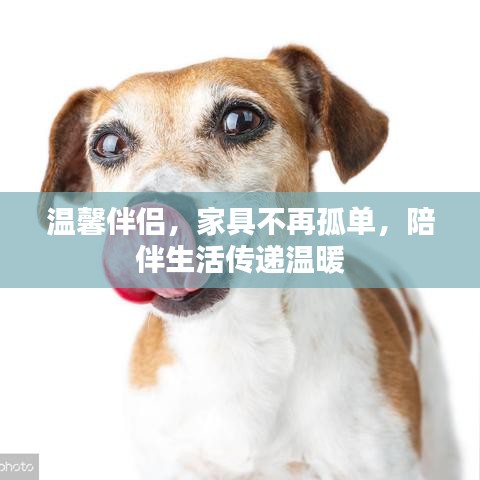 温馨伴侣，家具不再孤单，陪伴生活传递温暖